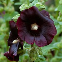 Hollyhock Nigra Jet Black