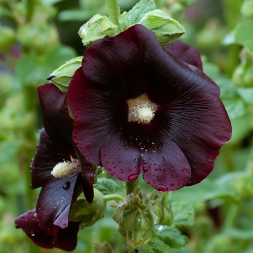 Hollyhock Nigra Jet Black