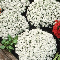 Alyssum, Sweet Alison Snowcloth