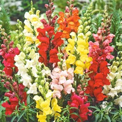Snapdragon Rainbow mix (semi-tall)