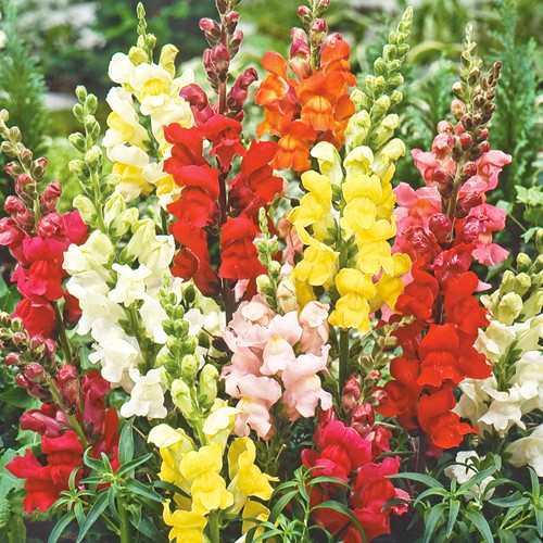 Snapdragon Rainbow mix (semi-tall)