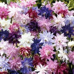 Akelei Granny's Bonnets mix - Aquilegia