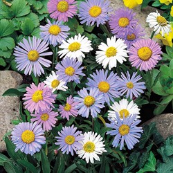 Alpine Aster of Daisy, Largeflowered Hybrids