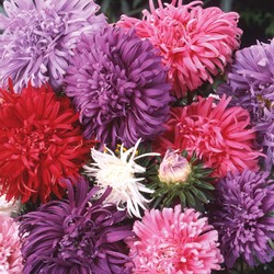 China aster American Branching Mix