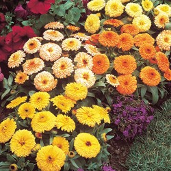 Pot Marigold Fiesta Gitana dwarf double mix - Calendula