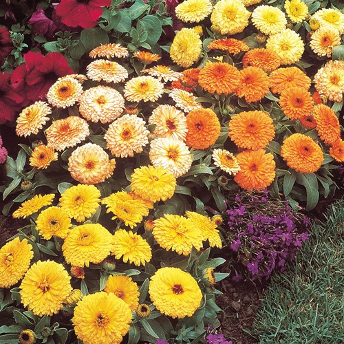 Pot Marigold Fiesta Gitana dwarf double mix - Calendula