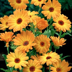 Pot Marigold Tall Single EKO - Calendula