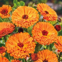 Pot Marigold Ball's Orange tall double - Calendula