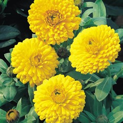 Pot Marigold Ball's Golden Yellow tall double - Calendula