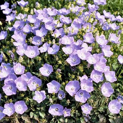 Bellflower Carpathian Blue, Tussock