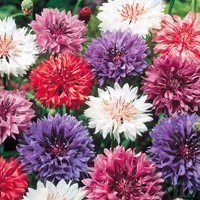 Cornflower Double flowered Mix
