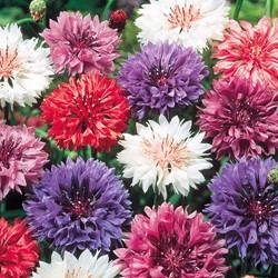 Cornflower Double flowered Mix