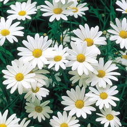 Daisy Ox-Eye, Shasta Daisy Alaska