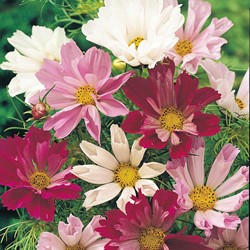 Mexican Aster, Garden Cosmos Sea Shells Mix