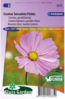 Mexican Aster Sensation Pinkie - Cosmos bipinnatus-2