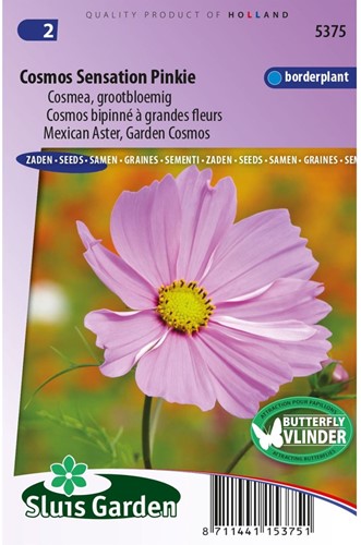 Cosmea Sensation Pinkie - Cosmos bipinnatus-2