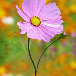 Cosmea Sensation Pinkie - Cosmos bipinnatus