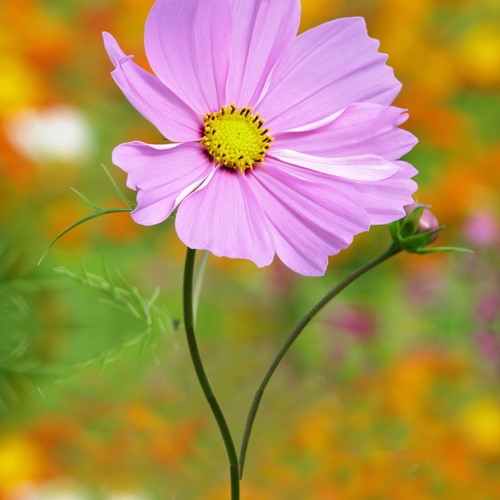 Mexican Aster Sensation Pinkie - Cosmos bipinnatus