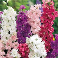 Larkspurs Rocket-flowered dwarf Mix - Delphinium