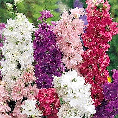 Larkspurs Rocket-flowered dwarf Mix - Delphinium