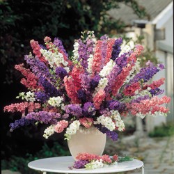 Larkspurs tall double Imperial Mixed - Delphinium