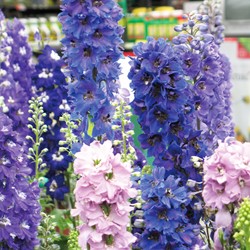 Larkspur tall Round Table Series Mix - Delphinium