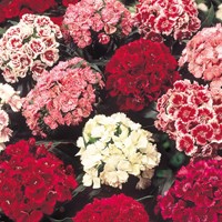 Sweet William Double Choice Mix