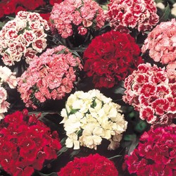 Sweet William Double Choice Mix