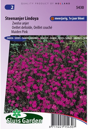 Maiden Pink Lindoya (carmine red) - Dianthus-2