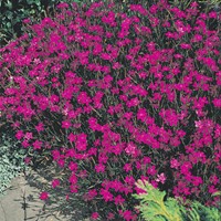 Steenanjer Lindoya - Dianthus