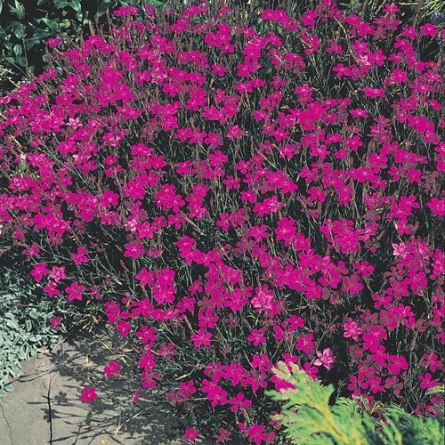 Steenanjer Lindoya - Dianthus