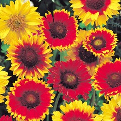 Indian Blanket Flower Mix