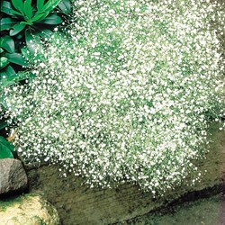 Baby's breath Old-fashioned Single White Design - Gypsophila
