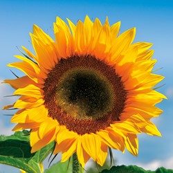 Sunflower F1 Tall Sunrich Orange