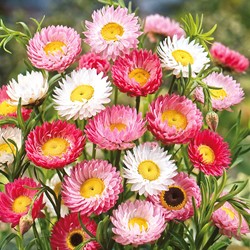 Australian or Crisp Everlasting giantflowered Mix