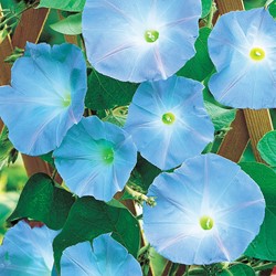 Klimmende Winde Clark's Blue - Ipomoea