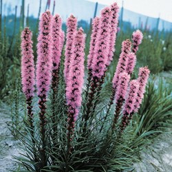 Gay feather, Button Snakeroot - Liatris