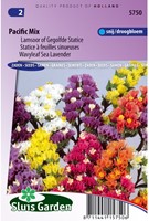 Sea lavender Pacific Mix-2