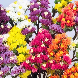 Sea lavender Pacific Mix
