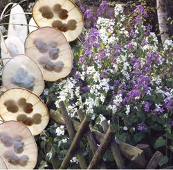 Money plant, Silver Dollar Mix - Lunaria
