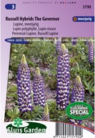 Lupin perennial, Russel Lupine Hybr. The Governer - Lupinus-2