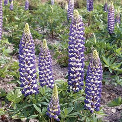 Lupin perennial, Russel Lupine Hybr. The Governer - Lupinus