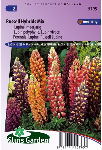 Lupin perennial, Russell hybrids Mix - Lupinus-2