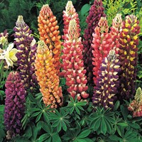 Lupin perennial, Russell hybrids Mix - Lupinus