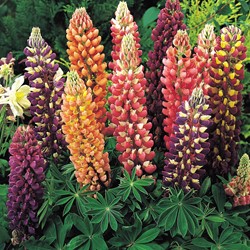 Lupin perennial, Russell hybrids Mix - Lupinus