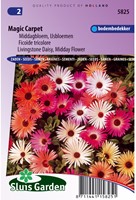 Livingstone Daisy Magic Carpet mix-2