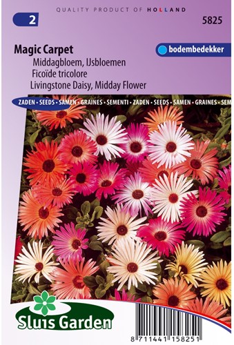 Livingstone Daisy Magic Carpet mix-2