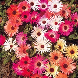 Livingstone Daisy Magic Carpet mix