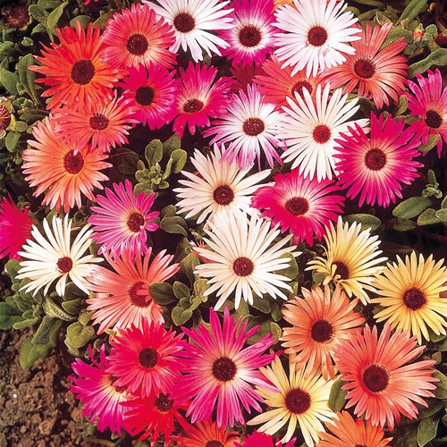 Livingstone Daisy Magic Carpet mix