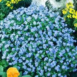 Forget-me-not (woodland) Indigo Blue